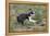 Boston Terrier 01-Bob Langrish-Framed Premier Image Canvas