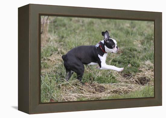 Boston Terrier 01-Bob Langrish-Framed Premier Image Canvas