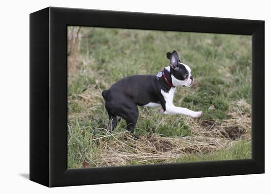 Boston Terrier 01-Bob Langrish-Framed Premier Image Canvas