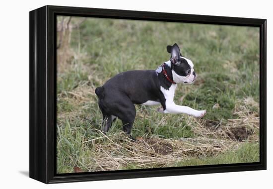 Boston Terrier 01-Bob Langrish-Framed Premier Image Canvas