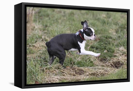 Boston Terrier 01-Bob Langrish-Framed Premier Image Canvas