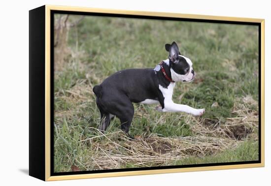 Boston Terrier 01-Bob Langrish-Framed Premier Image Canvas