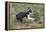 Boston Terrier 01-Bob Langrish-Framed Premier Image Canvas