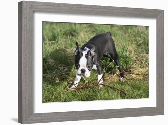 Boston Terrier 23-Bob Langrish-Framed Photographic Print
