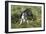 Boston Terrier 23-Bob Langrish-Framed Photographic Print