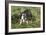 Boston Terrier 23-Bob Langrish-Framed Photographic Print