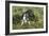 Boston Terrier 23-Bob Langrish-Framed Photographic Print