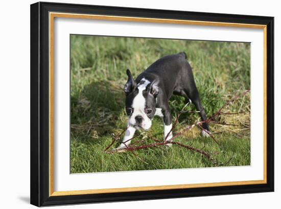 Boston Terrier 23-Bob Langrish-Framed Photographic Print