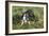 Boston Terrier 23-Bob Langrish-Framed Photographic Print