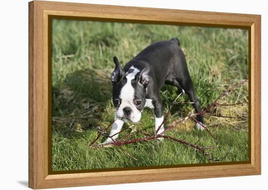 Boston Terrier 23-Bob Langrish-Framed Premier Image Canvas