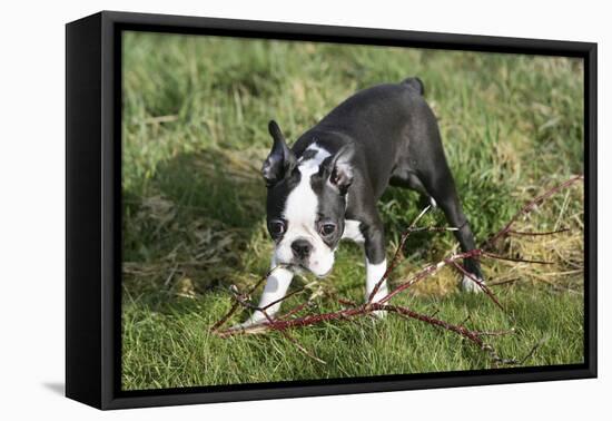 Boston Terrier 23-Bob Langrish-Framed Premier Image Canvas