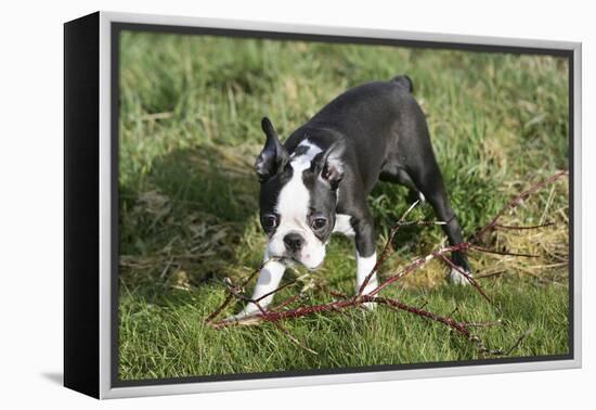 Boston Terrier 23-Bob Langrish-Framed Premier Image Canvas