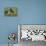 Boston Terrier 23-Bob Langrish-Framed Premier Image Canvas displayed on a wall