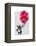 Boston Terrier and Balloons-Fab Funky-Framed Stretched Canvas