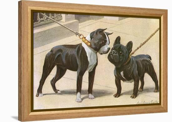 Boston Terrier and French Bulldog-null-Framed Premier Image Canvas