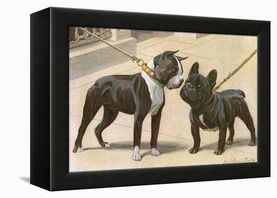 Boston Terrier and French Bulldog-null-Framed Premier Image Canvas