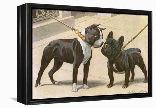 Boston Terrier and French Bulldog-null-Framed Premier Image Canvas