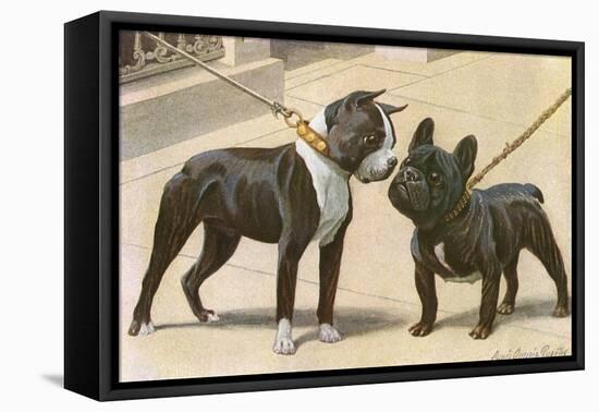 Boston Terrier and French Bulldog-null-Framed Premier Image Canvas