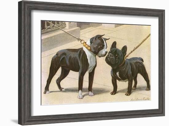 Boston Terrier and French Bulldog-null-Framed Photographic Print