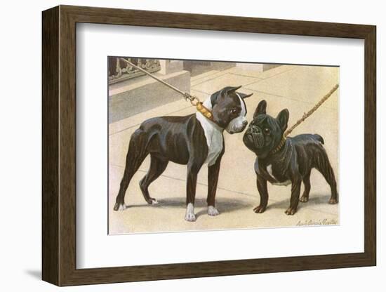 Boston Terrier and French Bulldog-null-Framed Photographic Print