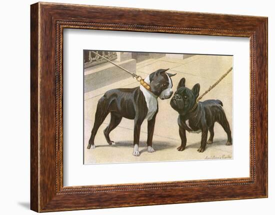 Boston Terrier and French Bulldog-null-Framed Photographic Print