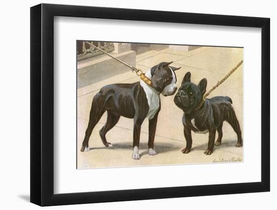 Boston Terrier and French Bulldog-null-Framed Photographic Print