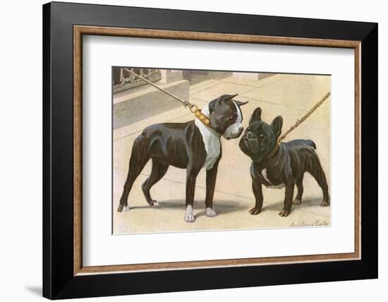 Boston Terrier and French Bulldog-null-Framed Photographic Print