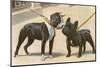 Boston Terrier and French Bulldog-null-Mounted Photographic Print