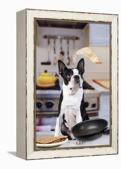 Boston Terrier Dog with Pancake Being Flipped-null-Framed Premier Image Canvas