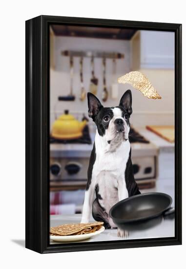 Boston Terrier Dog with Pancake Being Flipped-null-Framed Premier Image Canvas