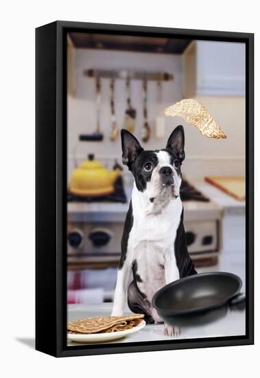 Boston Terrier Dog with Pancake Being Flipped-null-Framed Premier Image Canvas
