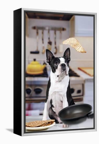 Boston Terrier Dog with Pancake Being Flipped-null-Framed Premier Image Canvas
