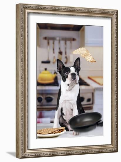 Boston Terrier Dog with Pancake Being Flipped-null-Framed Photographic Print