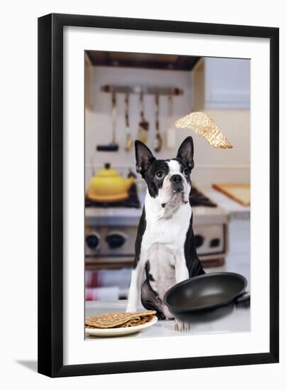 Boston Terrier Dog with Pancake Being Flipped-null-Framed Photographic Print