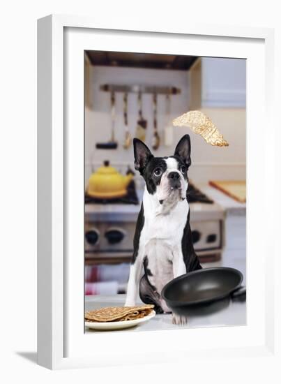 Boston Terrier Dog with Pancake Being Flipped-null-Framed Photographic Print