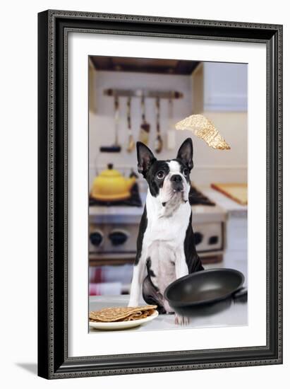 Boston Terrier Dog with Pancake Being Flipped-null-Framed Photographic Print