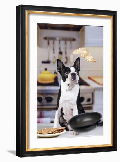 Boston Terrier Dog with Pancake Being Flipped-null-Framed Photographic Print