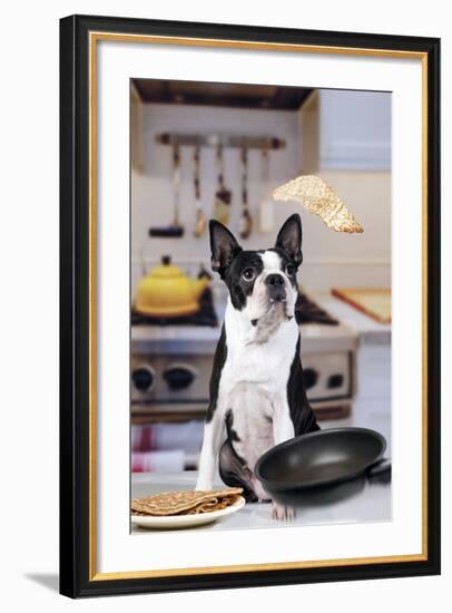 Boston Terrier Dog with Pancake Being Flipped-null-Framed Photographic Print