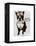 Boston Terrier Flying Ace-Fab Funky-Framed Stretched Canvas