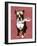 Boston Terrier Flying Ace-Fab Funky-Framed Art Print