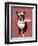 Boston Terrier Flying Ace-Fab Funky-Framed Art Print