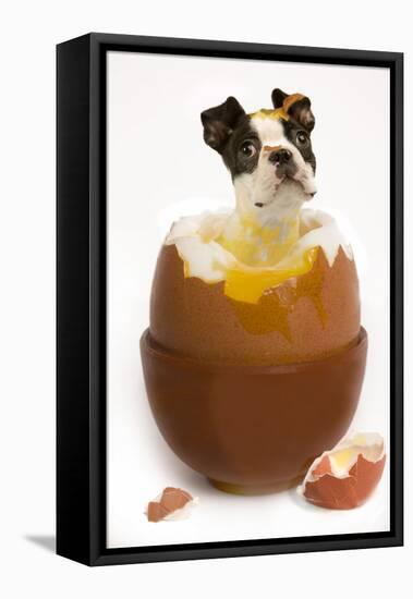 Boston Terrier in Boiled Egg-null-Framed Premier Image Canvas