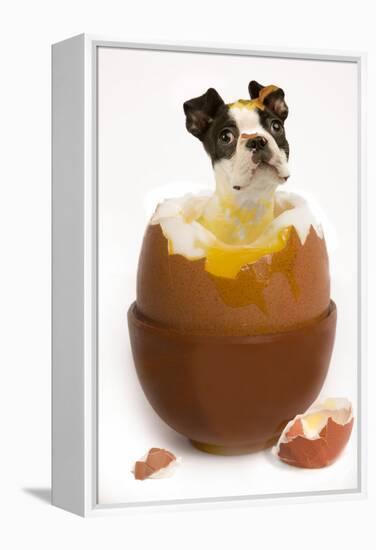 Boston Terrier in Boiled Egg-null-Framed Premier Image Canvas