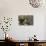 Boston Terrier in Garden Flower Pot-Zandria Muench Beraldo-Photographic Print displayed on a wall