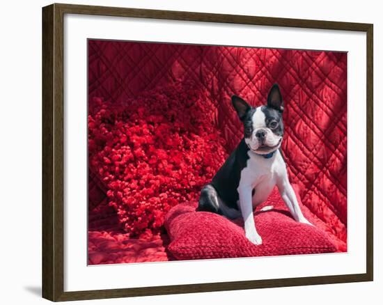 Boston Terrier on Red-Zandria Muench Beraldo-Framed Photographic Print