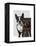 Boston Terrier Photographer-Fab Funky-Framed Stretched Canvas