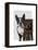 Boston Terrier Photographer-Fab Funky-Framed Stretched Canvas