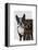 Boston Terrier Photographer-Fab Funky-Framed Stretched Canvas