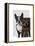 Boston Terrier Photographer-Fab Funky-Framed Stretched Canvas