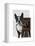 Boston Terrier Photographer-Fab Funky-Framed Stretched Canvas